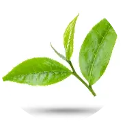 100% Green tea